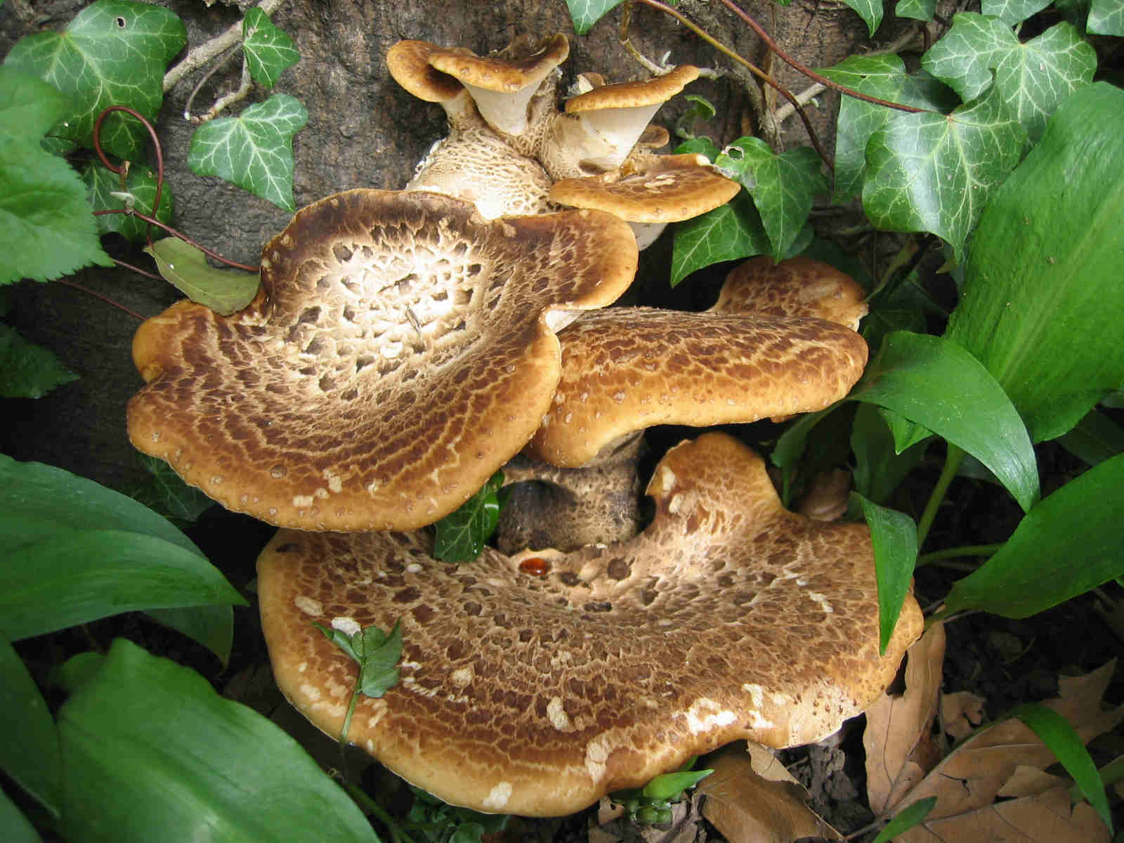 2005 :  Un anno di funghi
